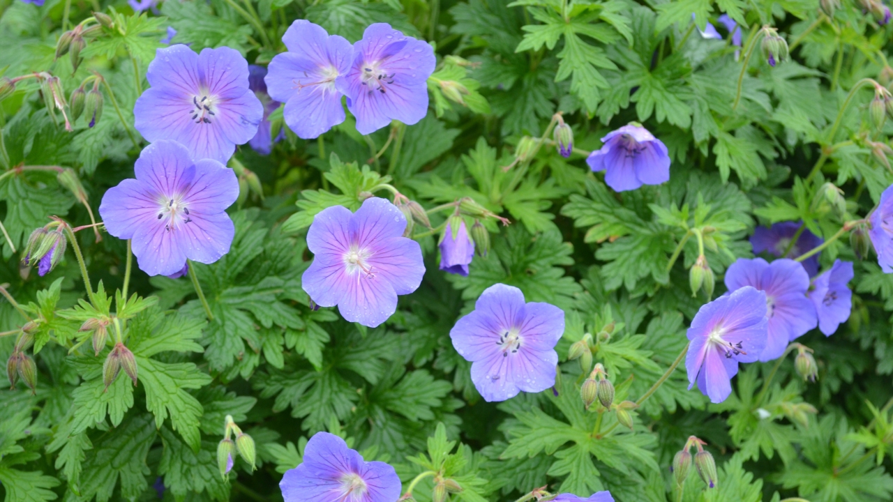 Grönt kulturarv®s praktnävan 'Sörmjöle'. Flera fullt utslagna violetta, rödstreckade blommor blandat med ännu outslagna knoppar tillsammans i det ljust gröna och rundflikiga bladverket.