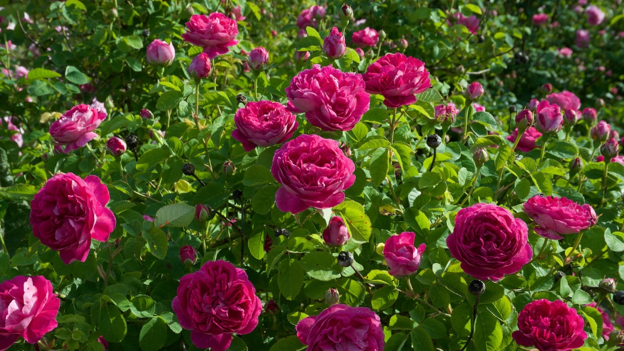 Foto av Grönt kulturarv®s bourbonrosen 'Pipar Hans'. Fotot visar en buske med flera fyllda rosa blommor tillsammans med blomknoppar i olika utvecklingsstadier. Runtom syns gröna sågtandade blad.