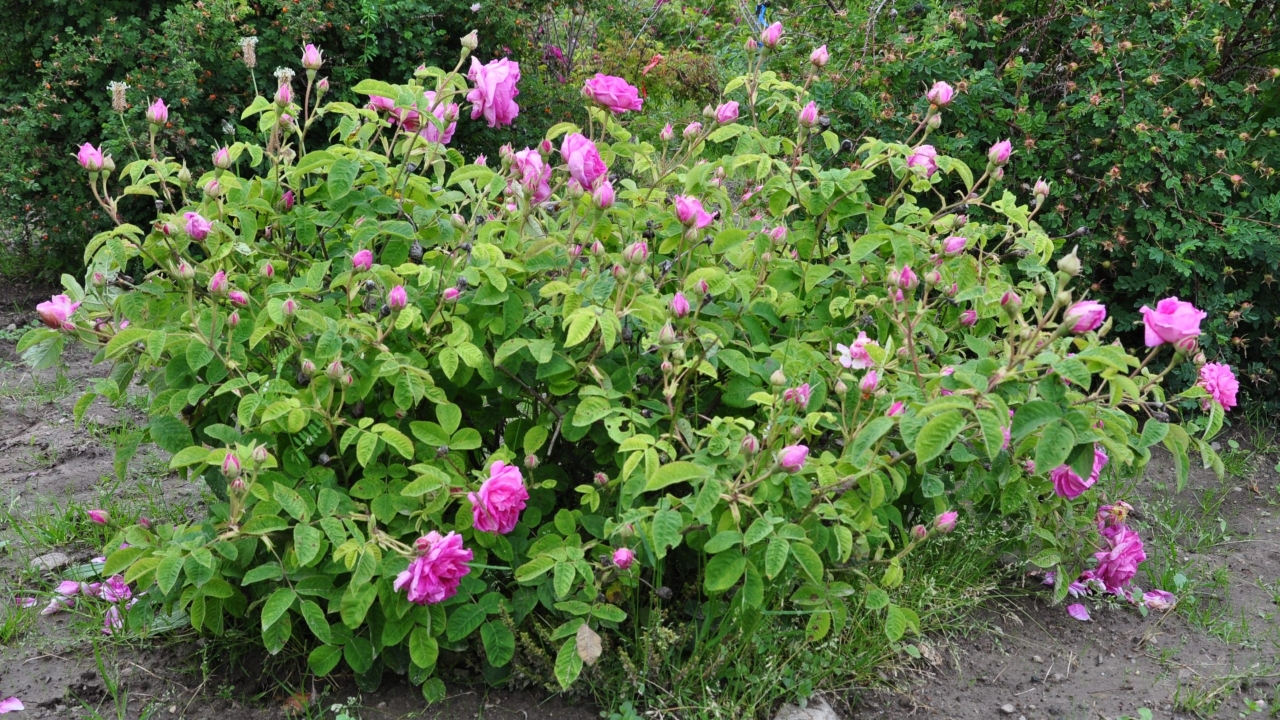 Foto av Grönt kulturarv®s damascenerrosen 'Järnvägaren'. Fotot visar en mindre buske med en del utslagna rosa blommor men mest outslagna stora knoppar. Runtom blommorna syns grönt bladverk med stora ljusa blad. I bakgrunden syns rosenbuskar med överblommade blommor och gröna nypon, samt öppen jord.