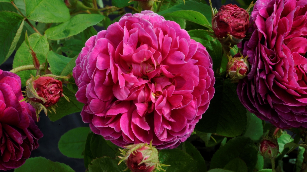 Närbild av Grönt kulturarv®s glauca-rosen 'Pustebacken'. Fotot visar två tätt fyllda mörkrosa blommor tillsammans med flera tjocka blomknoppar med spretigt gröna foderblad. I bakgrunden syns grönt bladverk.
