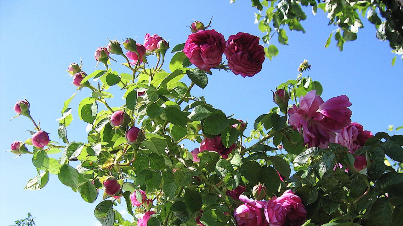 Foto av Grönt kulturarv®s bourbonrosenrosen 'Great Western'. Fotot visar grenar med stora rosa knoppar med breda foderblad, tätt fyllda rosa blommor och grönt bladverk mot en klarblå himmel.