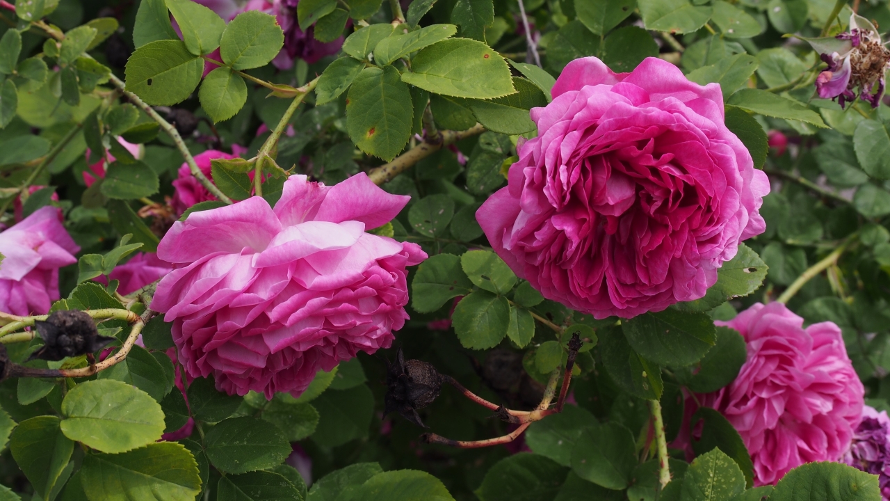 Foto av Grönt kulturarv®s bourbonrosenrosen 'Great Western'. Fotot visar två stora fyllda rosa blommor som hänger nedåt på tunna grenar. I bakgrunden syns fler blommor och det gröna bladverket.
