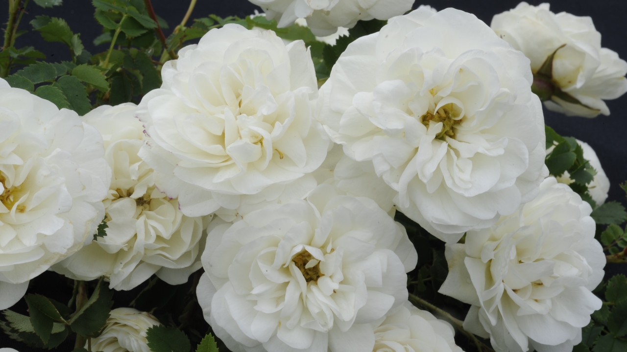 Foto av Grönt kulturarv®s spinosissima-rosen 'Valdemarsvik'. I bild syns flera fyllda vita blommor, där man kan ana en gul mitt. I bakgrunden syns grönt sågtandat bladverk.