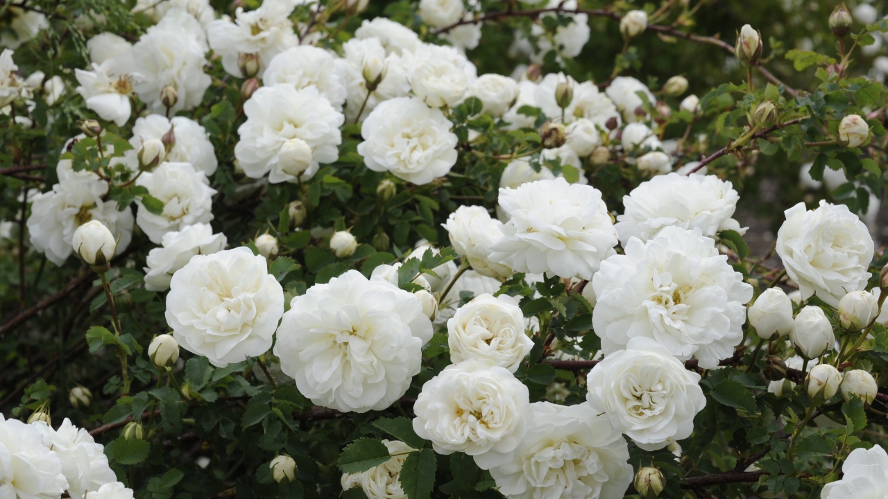 Foto av Grönt kulturarv®s spinosissima-rosen 'Valdemarsvik'. I bild syns mängder av fyllda vita blommor, blandat med blomknoppar och mörkgrönt bladverk.