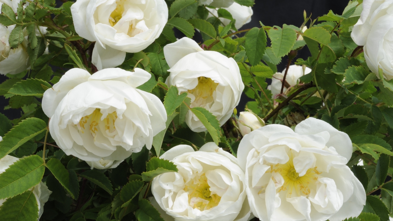 Foto av Grönt kulturarv®s spinosissima-rosen 'Vaplan'. I bild syns flera halvfyllda vita blommor med gula ståndare och pistiller. I bakgrunden syns en blomknopp samt de gröna sågtandade bladen och bruna kvistar.