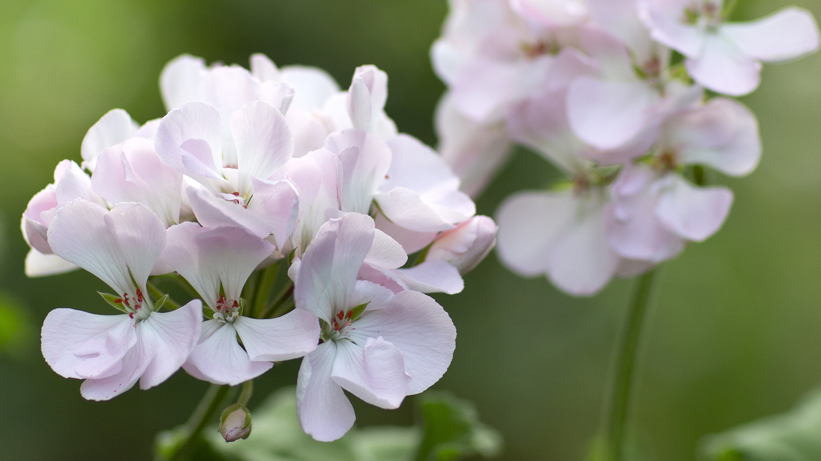 Närbild av Grönt kulturarvs®-pelargonen 'Tant Fridas Äppelblom'. Två fullt utslagna svagt rosa blommor med tydligt röda pistiller. En blomma syns i fokus och den andra i oskärpa.