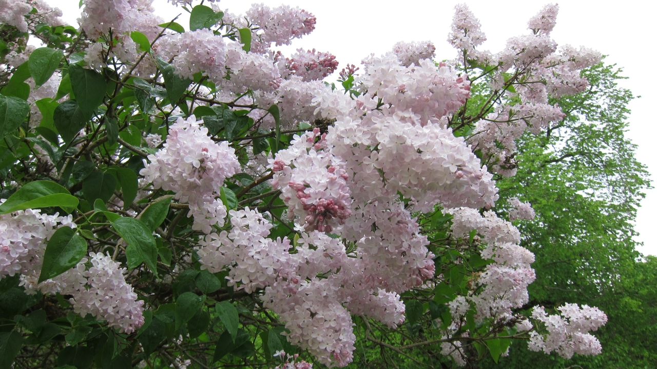 Foto av Grönt kulturarv®s-syrenen Emilie Piper. I bild syns flera spetsiga blomklasar som går från ljust rosa till vitt. Blommorna är fullt utslagna och mellan dessa syns det gröna bladverket med de något hjärtformade bladen.  I bakgrunden syns ett grönskande träd och grå himmel.