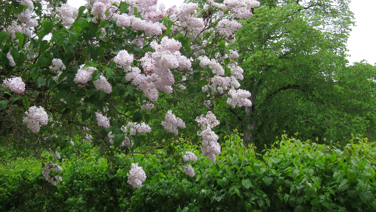 Foto av Grönt kulturarv®s-syrenen Emilie Piper. I bild syns flera spetsiga blomklasar som går från ljust rosa till vitt. Blommorna är fullt utslagna och mellan dessa syns det gröna bladverket med de något hjärtformade bladen.  I bakgrunden syns ett grönskande träd och grå himmel och i nederkant syns en klippt syrenhäck.