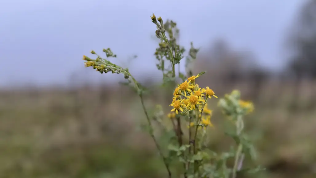 Gul blomma med flikiga blad.