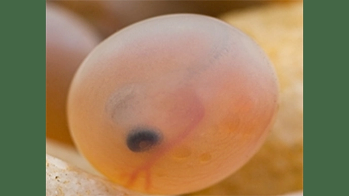 Photo of a fish egg (roe) from Arctic char in water.