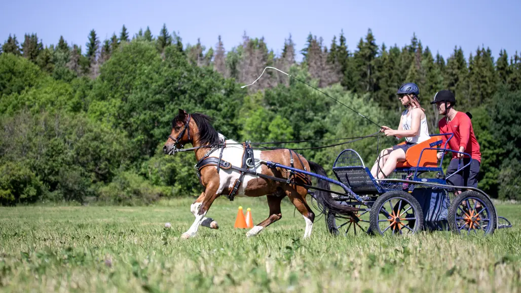 ponny-körs-sportkörning-med-enbet-på-gräs