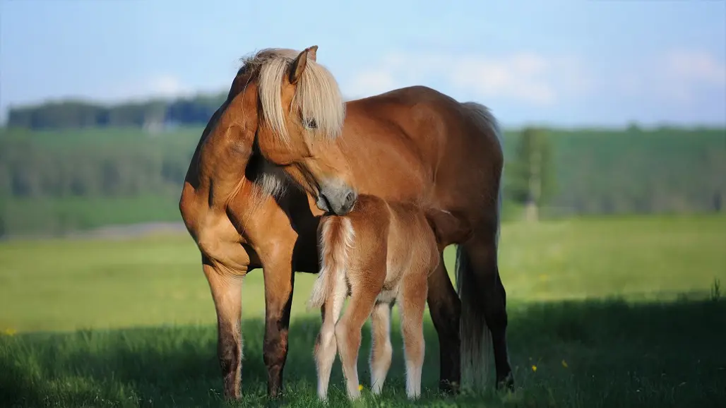 föl-med-sto-ute-på-fält