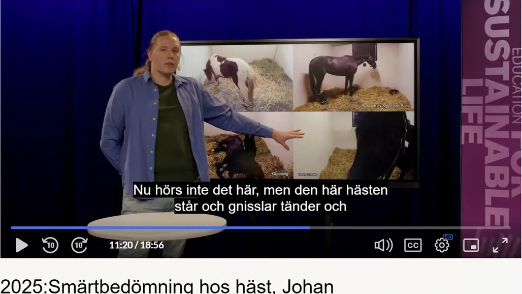 Skärmdump av en hästföreläsning av forskare Johan Lundblad vid SLU.