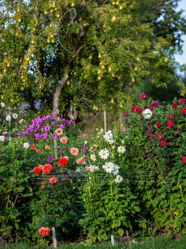 Ett foto taget på hösten i Nationella genbanken. Mitt i bild blommar dahlior i olika färger och bakom dem syns astrar och päronträd. Päronträdet dignar av frukt.