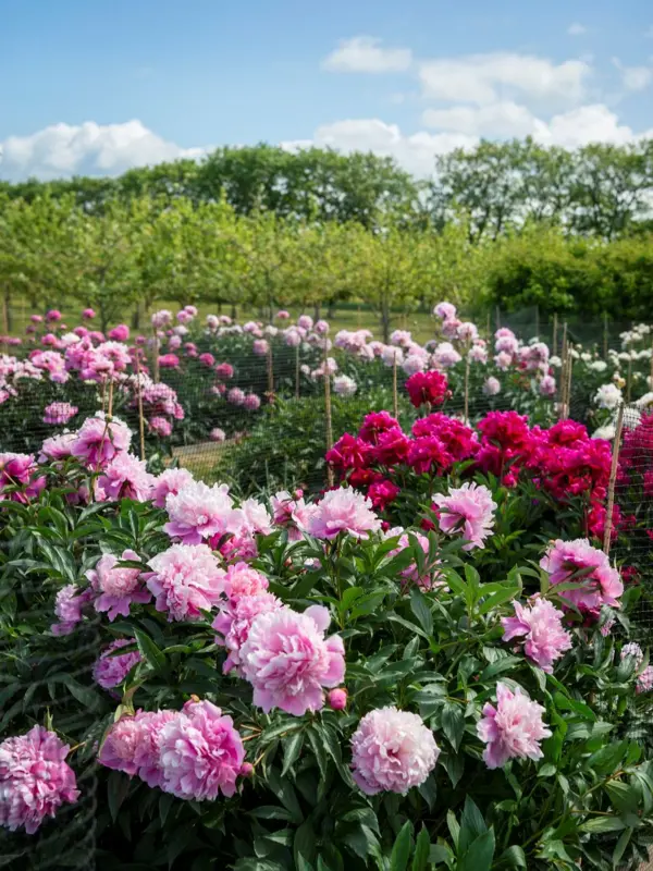 Rosa, röda och vita luktpioner blommar på perennfälten i Nationella genbanken.