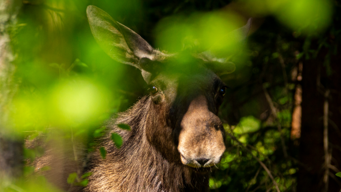 En älg som står delvis dold av grönt lövverk, med solljus som lyser upp dess ansikte och päls i ett skogsområde.