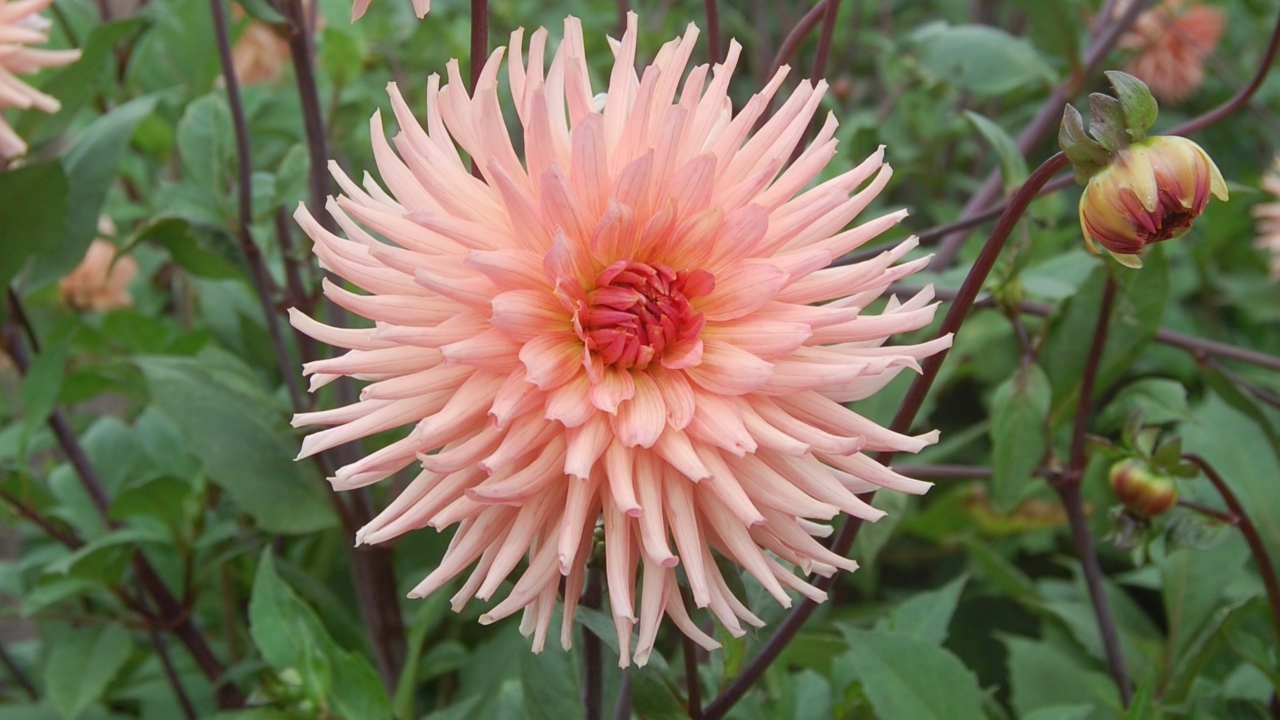 Foto av Grönt kulturarv®s dahlian 'Farmor Maria'. Fotot visar en laxfärgad kaktusdahlia framifrån. Blombladen är formade som små rör och ger ett spretigt uttryck. I bakgrunden syns lila stjälkar mot gröna blad och enstaka knoppar.