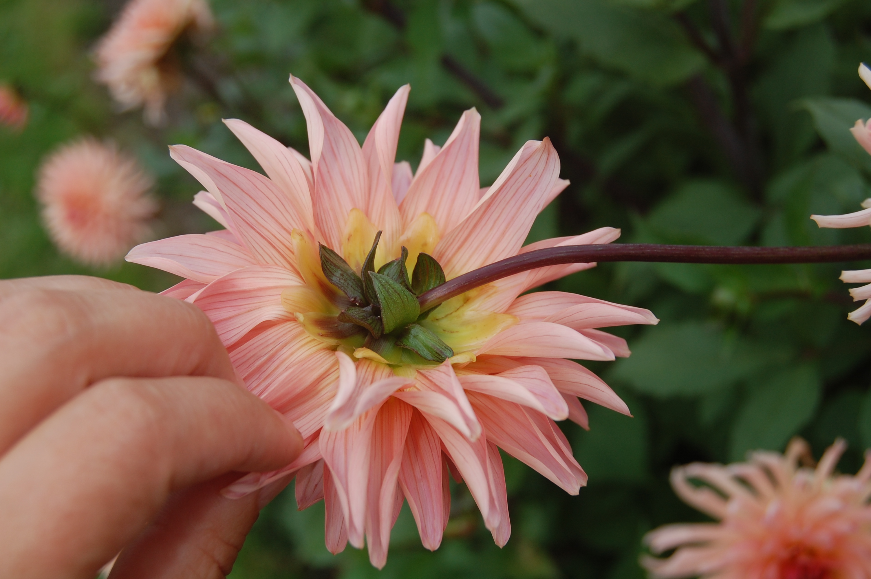 Foto av Grönt kulturarv®s dahlian 'Farmor Maria'. Fotot visar en laxfärgad kaktusdahlia som hålls fast av en hand för att visa baksidan av blomman. Blombladen har lila strimmor på baksidan och foderbladen är gula och gröna. I bakgrunden syns lila stjälkar och fler blommor i oskärpa.