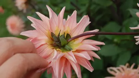 Foto av Grönt kulturarv®s dahlian 'Farmor Maria'. Fotot visar en laxfärgad kaktusdahlia som hålls fast av en hand för att visa baksidan av blomman. Blombladen har lila strimmor på baksidan och foderbladen är gula och gröna. I bakgrunden syns lila stjälkar och fler blommor i oskärpa.