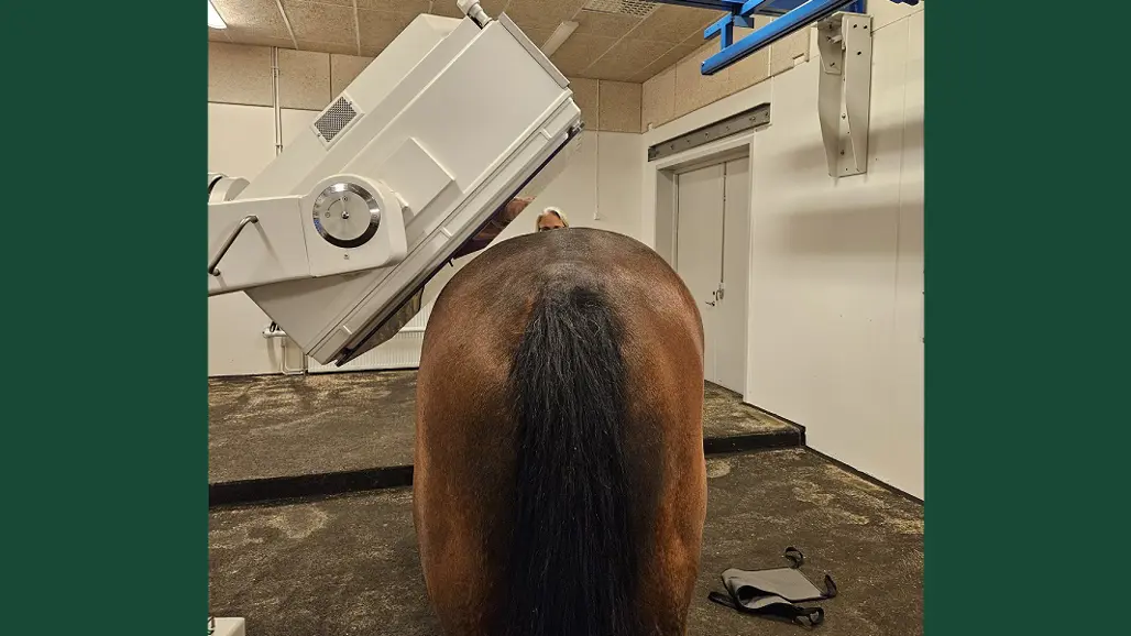Foto av häst på veterinärklinik där scintigrafi genomförs.