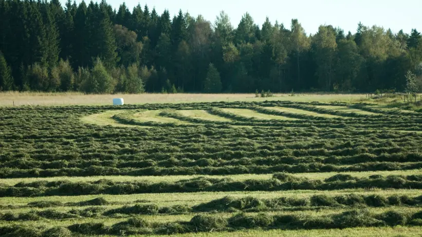 Hösträngar på åker