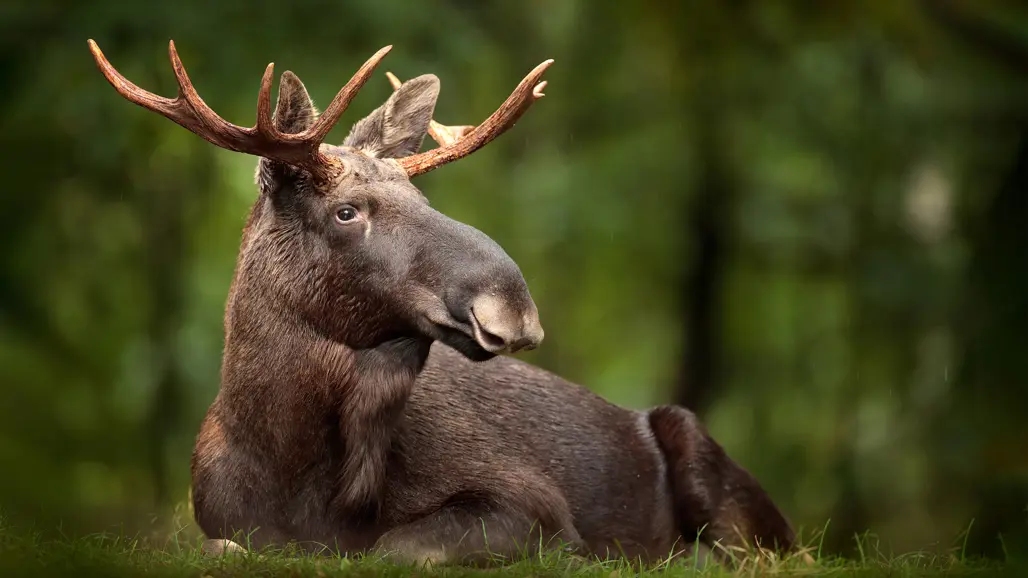Älg ligger på mage och med huvudet uprätt. Foto