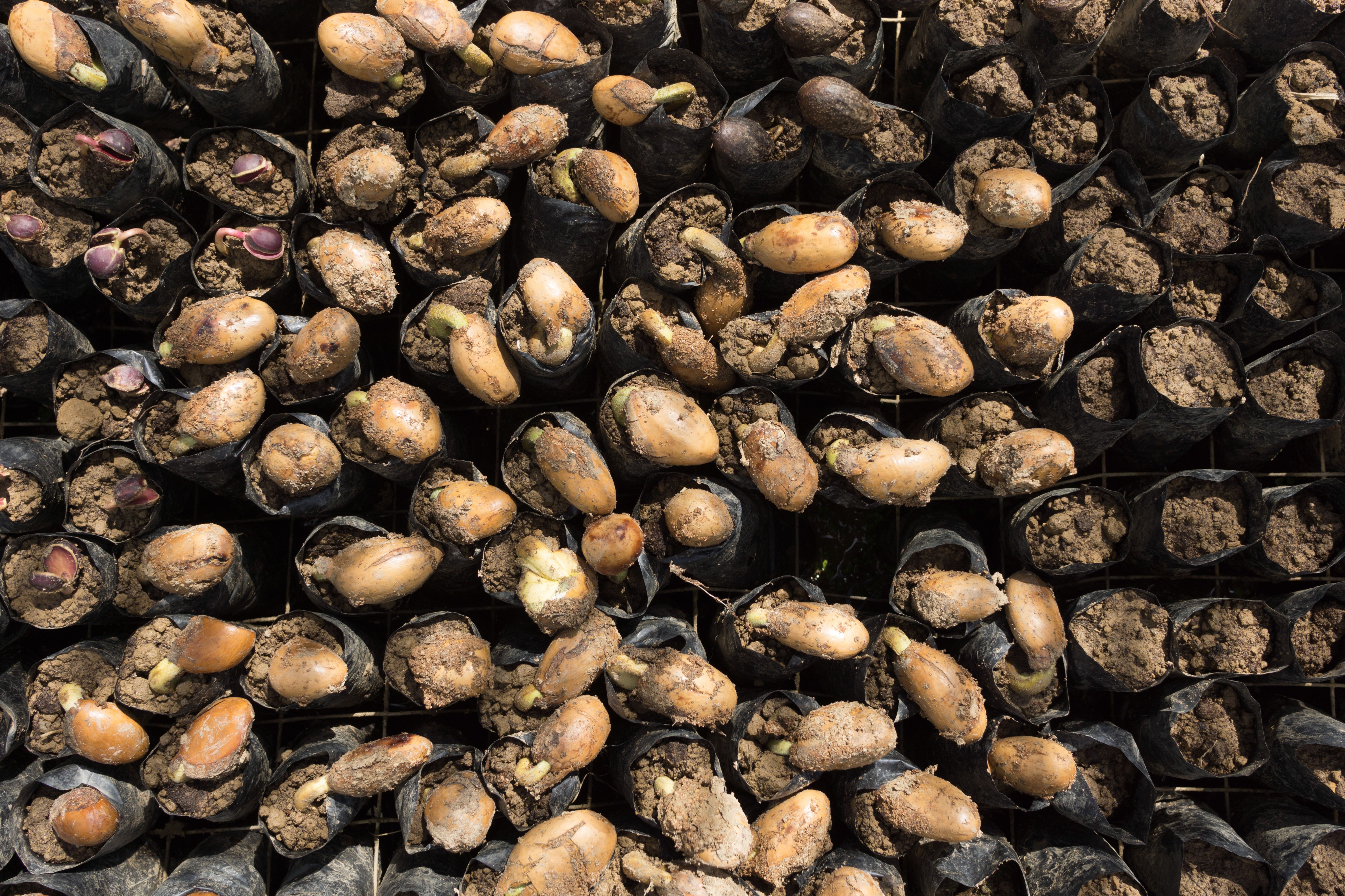 seedlings
