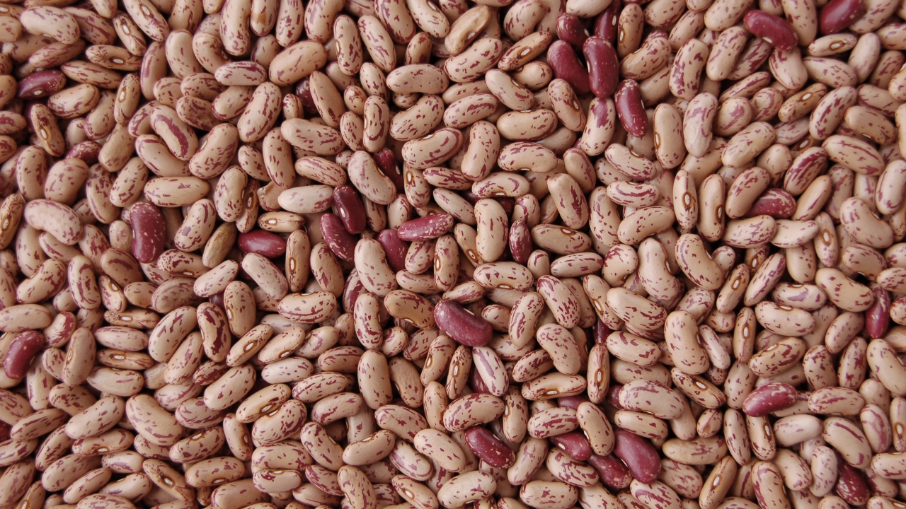 Foto av Grönt kulturarvs Trädgårdsböna 'Mor Kristin'. Fotot visar en mängd bönor som fyller upp hela bilden. Bönorna är i grunden beiga med röda inslag, men det förkommer en och annan med röd grundfärg och beiga inslag.