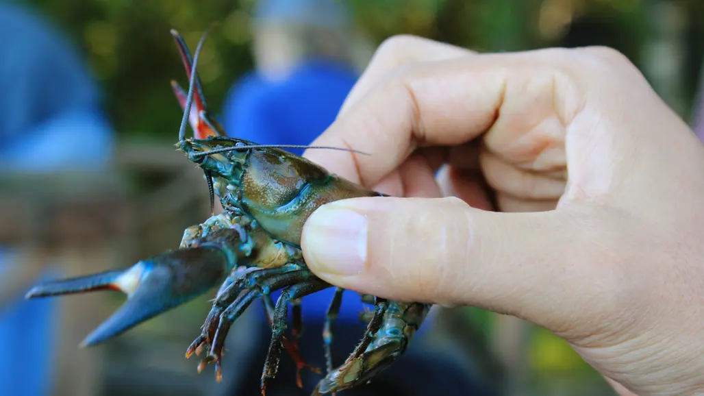A crayfish in different colors.