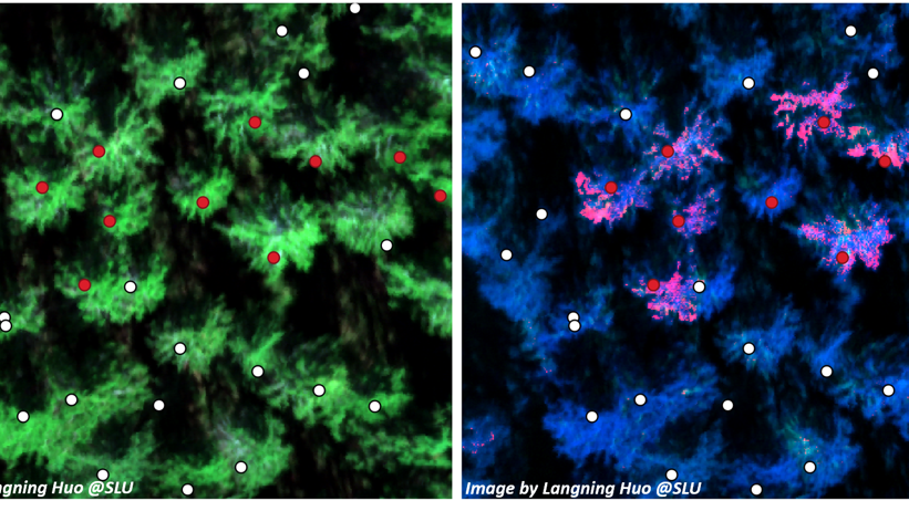 Visualisering av angrepp på skog. Bild.