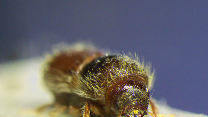 Ips typographus. Foto.