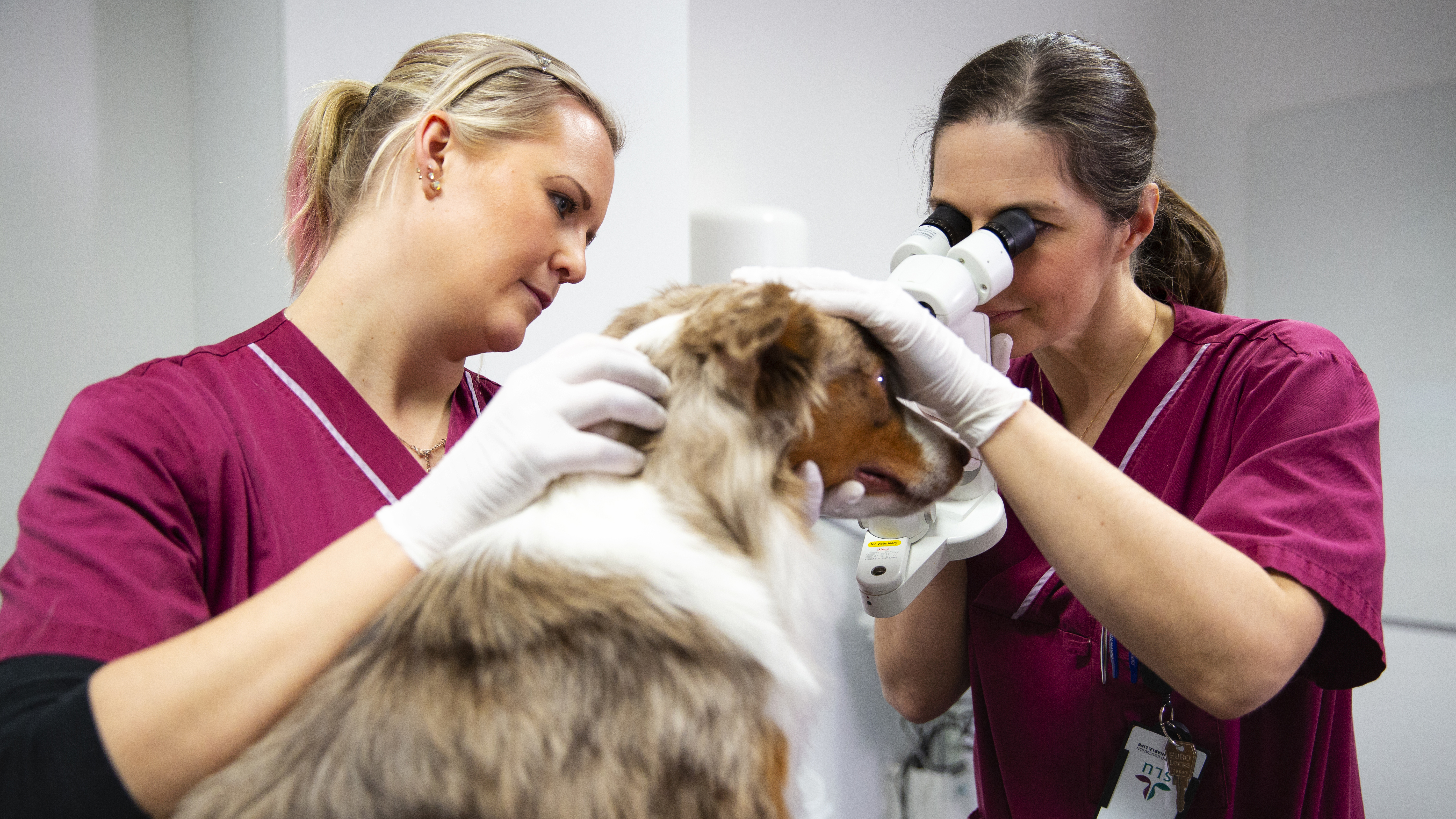 Foto av två veterinärer som undersöker en hund i ögat på veterinärklinik.