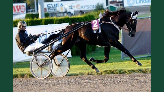 Foto av en mörk travhäst som springer snabbt med kusk och sulky på en travbana.