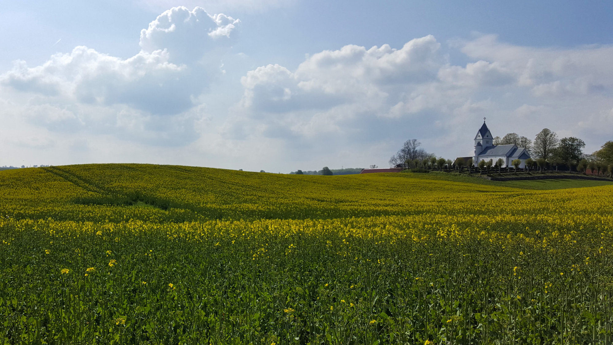 Rapeseed fields, farmlands and a church.