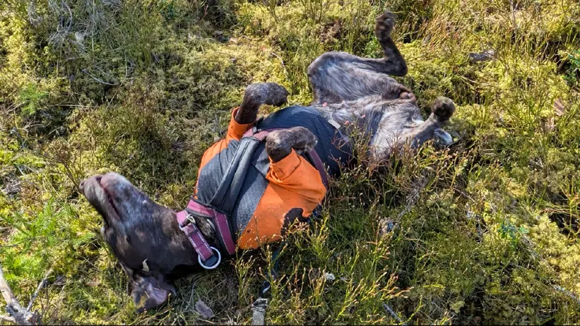 En hund ligger på rygg i gräs och mossa på en solbelyst skogsmark, med benen upp i luften. Hunden bär en orange skyddsväst och en sele, och omges av låg vegetation, kvistar och små växter. Foto.