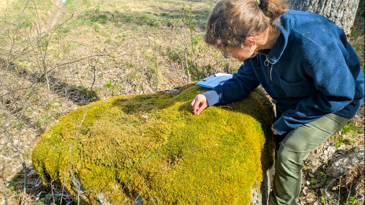En person i mörk fleece och gröna byxor lutar sig över en stor, platt sten täckt av tjock, gulgrön mossa och granskar något noggrant med handen. Stenen ligger i ett öppet, torrt skogsområde med gles vegetation, små buskar och ett träd i närheten. På stenen syns även ett anteckningsblock som ligger bakom personens arm. Foto.