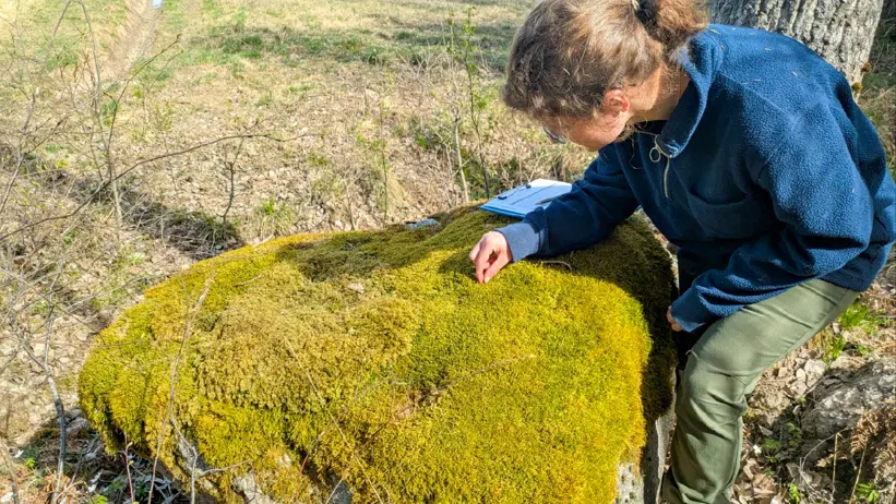 En person i mörk fleece och gröna byxor lutar sig över en stor, platt sten täckt av tjock, gulgrön mossa och granskar något noggrant med handen. Stenen ligger i ett öppet, torrt skogsområde med gles vegetation, små buskar och ett träd i närheten. På stenen syns även ett anteckningsblock som ligger bakom personens arm. Foto.