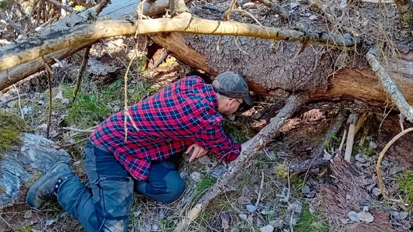 En person i röd- och blårutig skjorta och mörka byxor ligger på knä i skogsmark och sträcker in ena armen under ett stort omkullfallet träd. Runt personen finns grenar, bark, mossa och torra löv, och trädet bildar ett lågt utrymme nära marken där personen undersöker något under stammen. Foto.