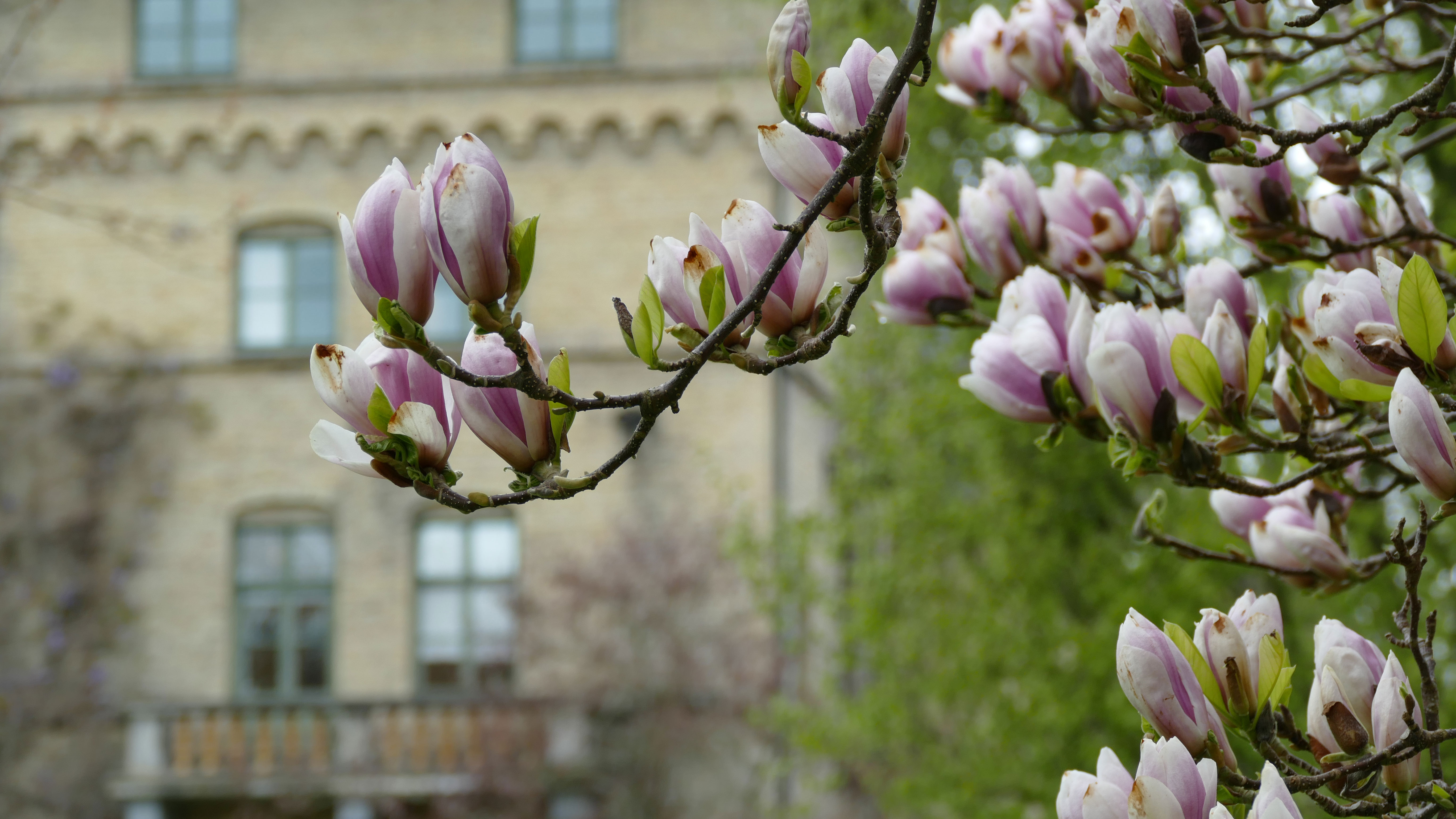 Gren med vita blommor