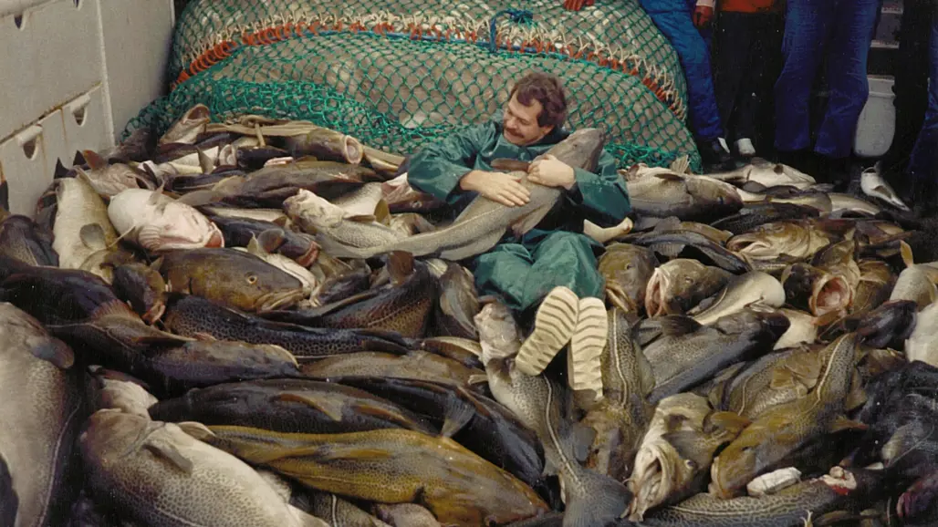 Forskaren Eero Aro omgiven av stora torskar under en forskningsexpedition i södra Östersjön 1987. Källa: Eero Aro