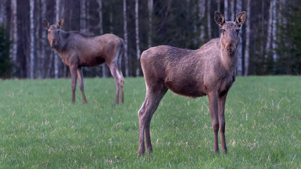 Två älgar utan horn på en åker.