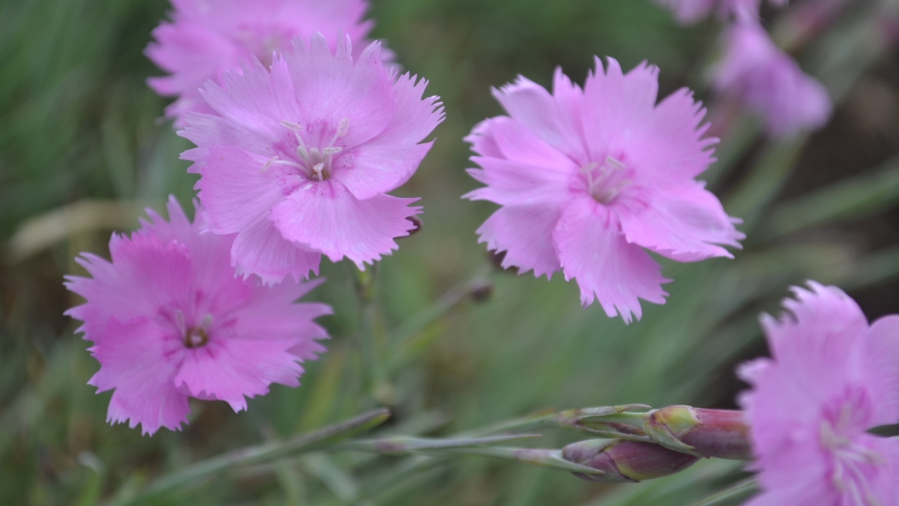 Grönt kulturarv®s fjädernejlikan 'Timmermannens Rosa' med flera fullt öppnade lätt rosa fjäderlika blommor med vita fjun i mitten. I bakgrunden anas det mintgröna bladverket ofokuserat.