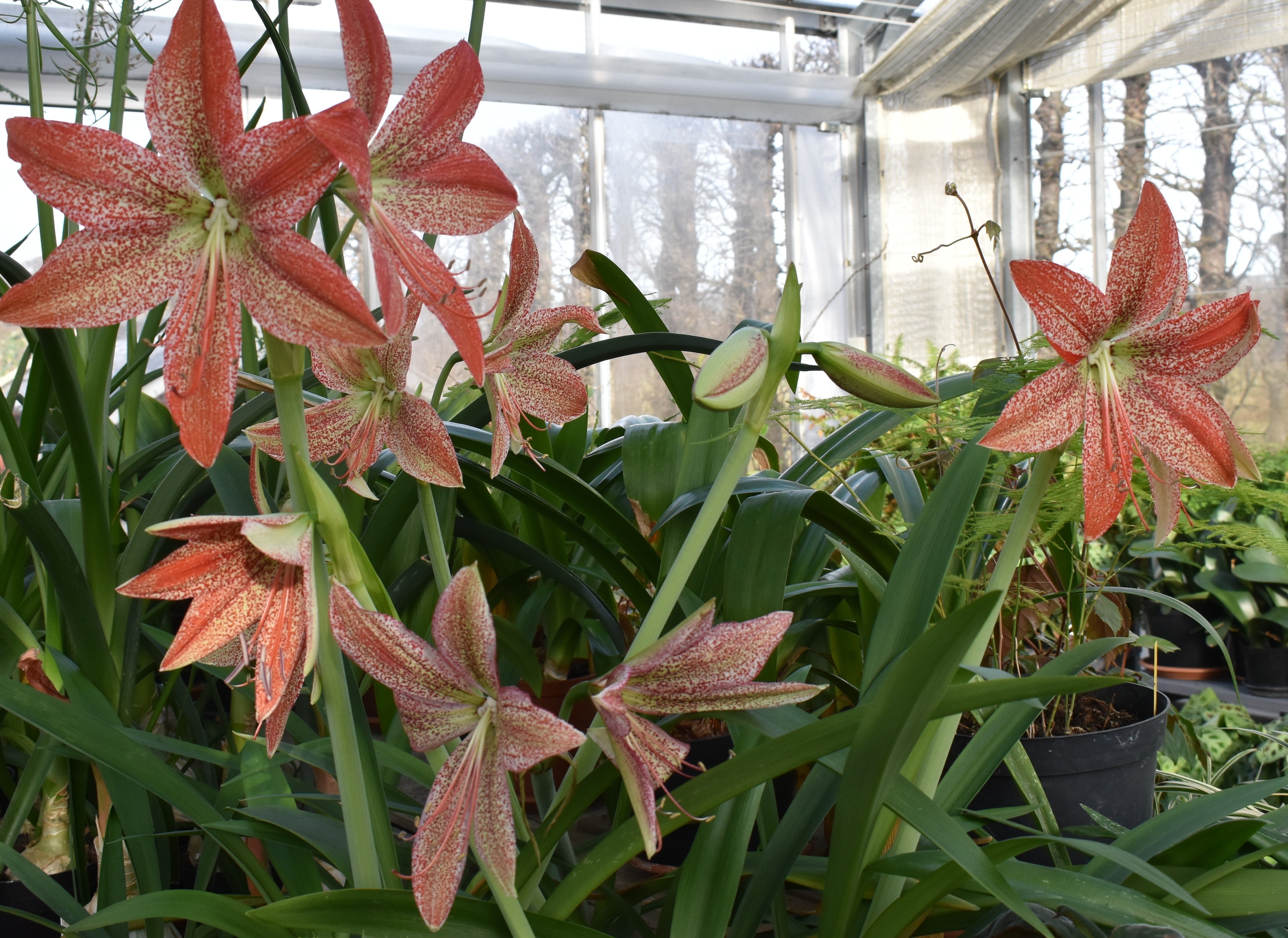 Rosa amaryllis i blom i Nationella genbankens växthus. 