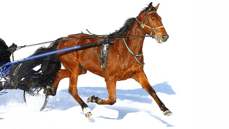 En brun travhäst som kör en blå sulky. Snö runt omkring.