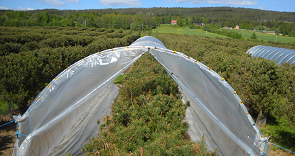 Plasttält isolering av ympar i fröplantage, foto Ulfstand Wennström