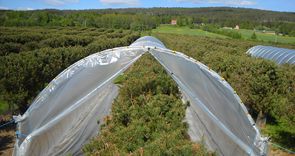 Isolation tents in a seed orchard. Photo Ulfstand Wennström.