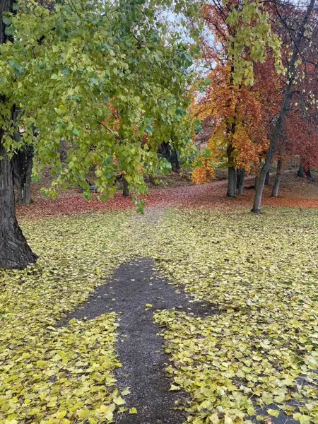 Pil gjord på marken med hjälp av löv