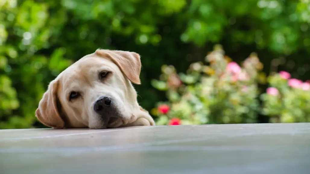 Labrador på veranda