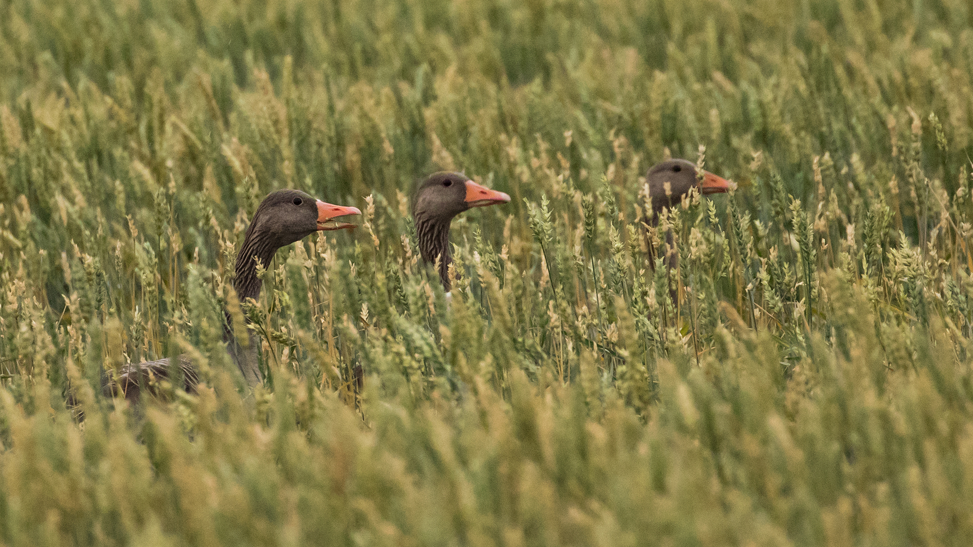 Fåglar i gräsmark.