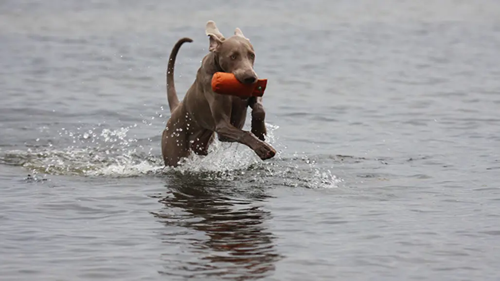Weimaranerhunden Thelma springer med full fart i vattnet med en leksak i munnen. Vattnet stänker.